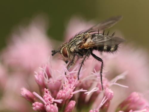 Linnaemya picta