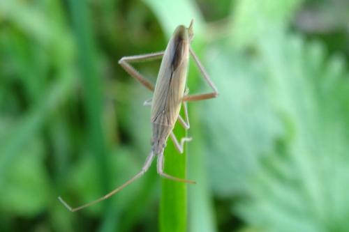 Réf. 115 211 : Notostira sp.
