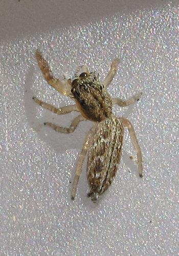 Réf. 115 619 : Mendoza canestrinii