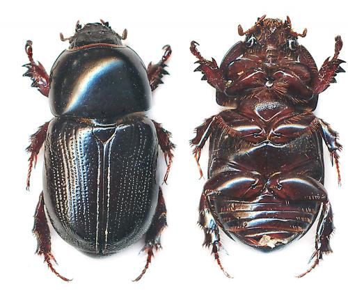 Metanastes valgivagus