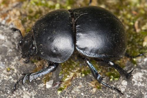 Réf. 115 070 : Thorectes intermedius
