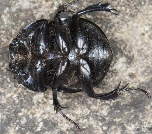 Réf. 115 071 : Thorectes intermedius