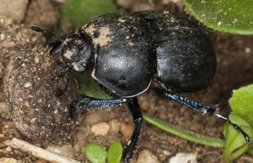 Réf. 115 061 : Thorectes intermedius