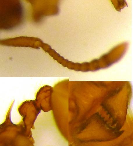 Réf. 115 708 : Myrmica spinosior
