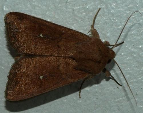 Réf. 115 336 : Mythimna albipuncta