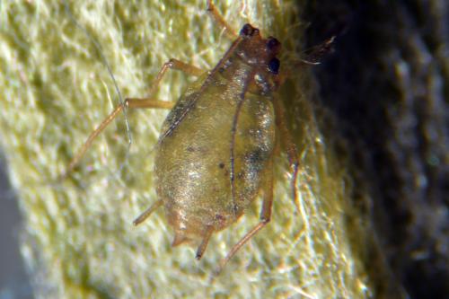 Réf. 115 930 : Myzus ascalonicus