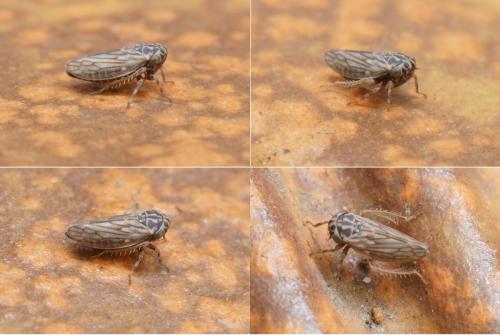 Réf. 115 001 : Anaceratagallia sp.