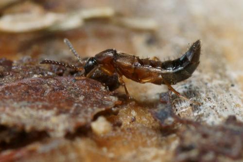Réf. 115 043 : Drusilla canaliculata