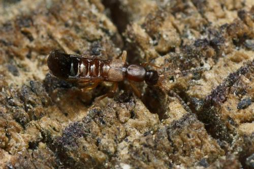 Réf. 115 042 : Drusilla canaliculata