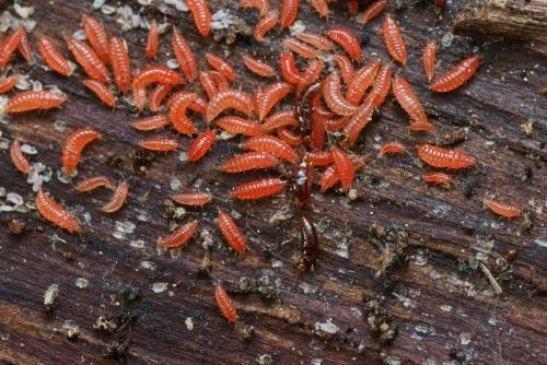Hoplothrips sp.