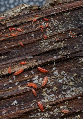 Hoplothrips sp.