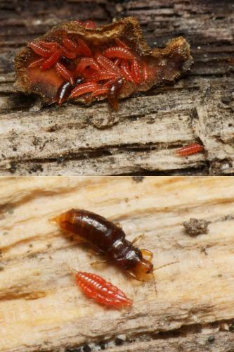 Hoplothrips sp.