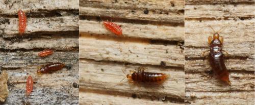 Hoplothrips sp.