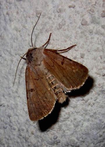 Chersotis margaritacea