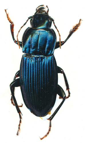 Abacomorphus caledonicus