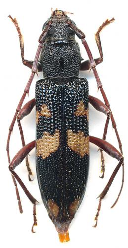 Réf. 115 185 : Phoracantha punctata