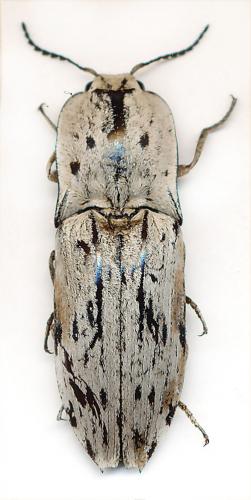 Alaus farinosus