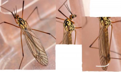 Réf. 115 093 : Nephrotoma appendiculata