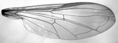 Philhelius sp.