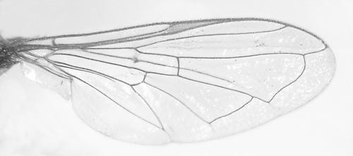 Réf. 115 808 : Paragus bicolor