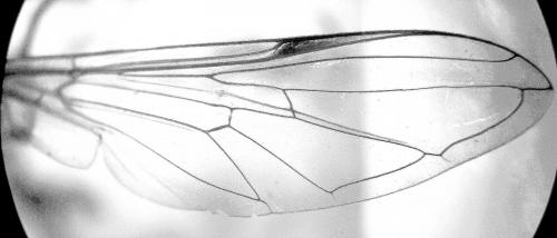 Epistrophe leiophthalma