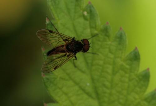 Chrysopilus cristatus