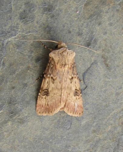 Réf. 115 993 : Agrotis sp.