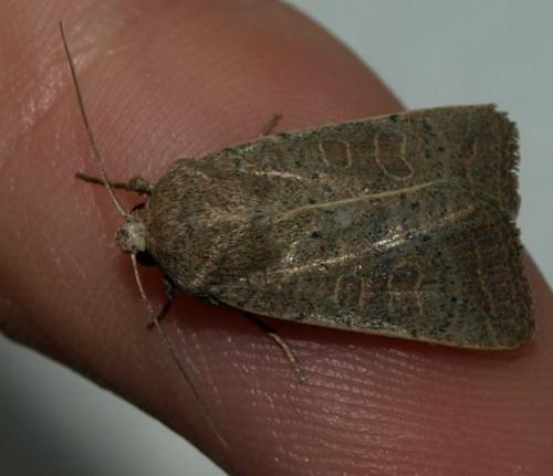 Hoplodrina ambigua
