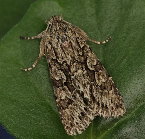 Xylocampa areola