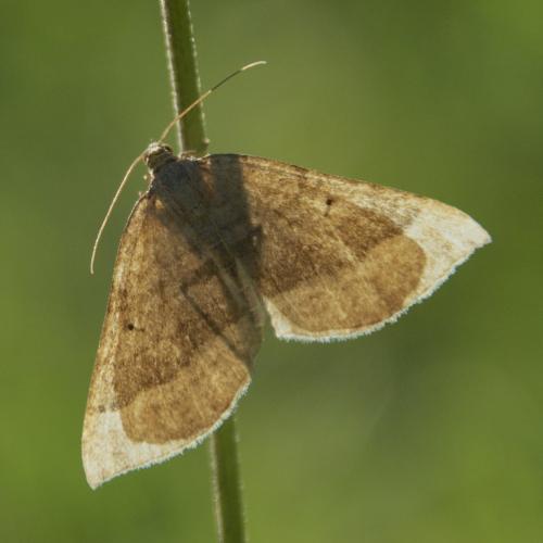 Réf. 115 697 : Scotopteryx chenopodiata