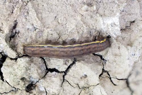 Lacanobia oleracea