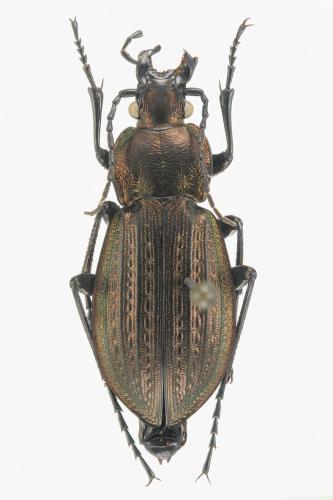 Réf. 115 013 : Carabus arvensis