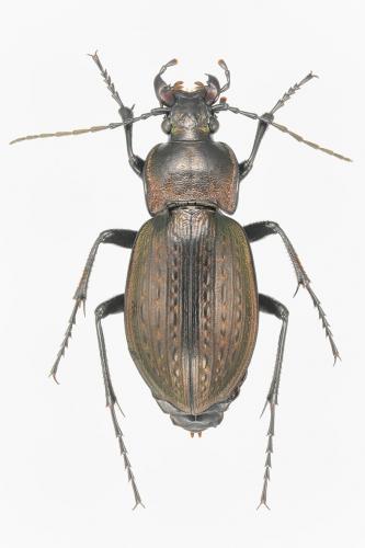 Carabus vagans