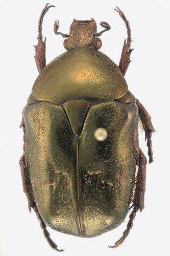 Potosia fieberi