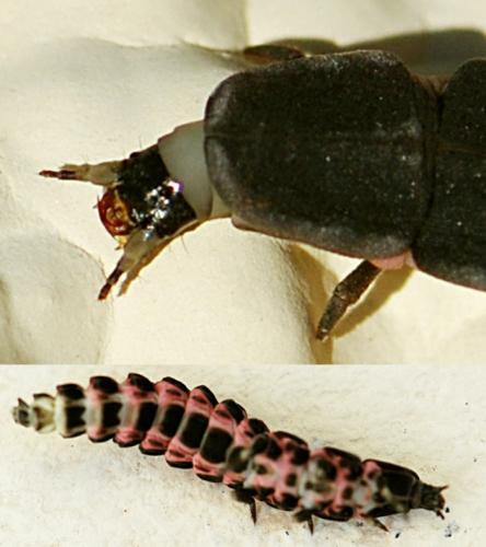 Réf. 115 403 : Nyctophila reichii