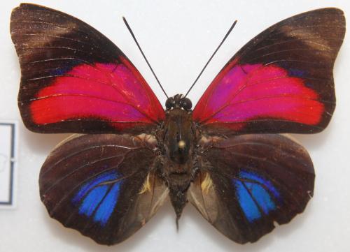 Prepona claudina