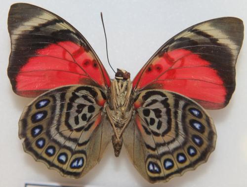 Prepona claudina