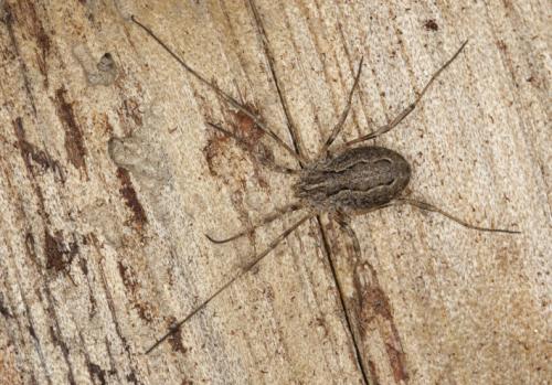 Odiellus troguloides