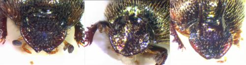 Onthophagus variegatus