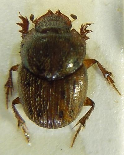 Onthophagus variegatus