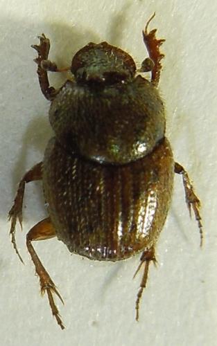 Onthophagus variegatus