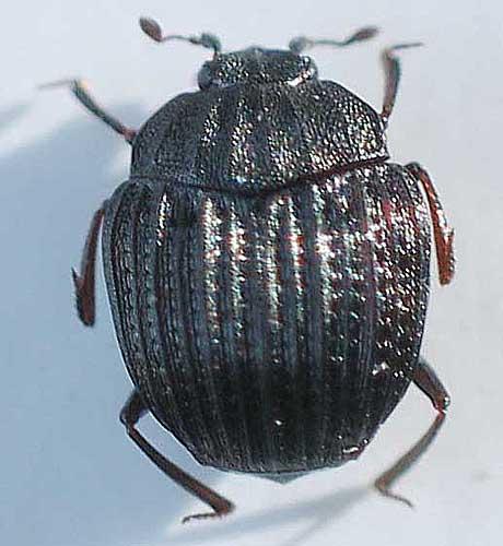 Onthophilus striatus striatus