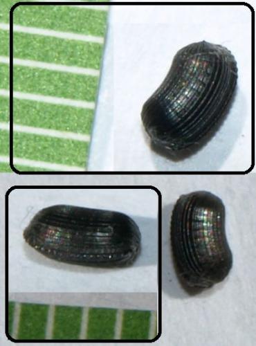 Planuncus vinzi
