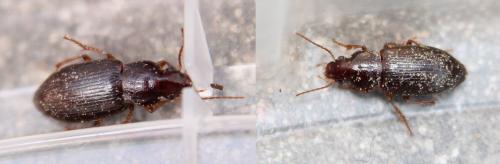 Ophonus sp.