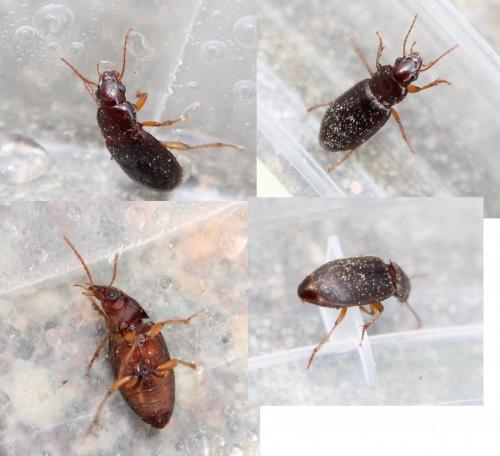 Ophonus sp.