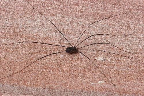 Réf. 115 387 : Leiobunum sp-a