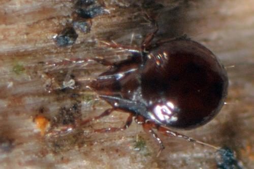 Ceratoppia sp.
