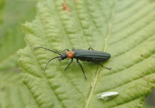 Réf. 115 297 : Ischnomera sanguinicollis