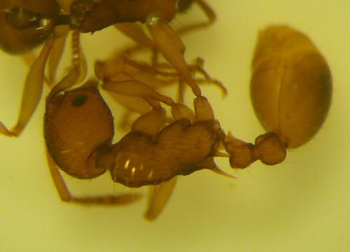 Myrmica spinosior
