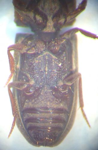 Réf. 115 766 : Salcedia sp.